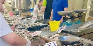 حملات مكثفة على أسواق السمك في دمياط ورأس البر - المدينة برس
