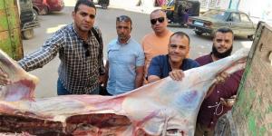 بيطري أسيوط يضبط عجلا مذبوحا خارج المجازر الحكومية ومصابا بالصفراء قبل بيعه للمواطنين - المدينة برس