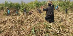 تحرك برلماني حول تأخر صرف مستحقات مزارعي قصب السكر - المدينة برس