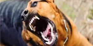 بالأسماء، تفاصيل إصابة 9 أشخاص بعقر حيوان مفترس بقنا - المدينة برس
