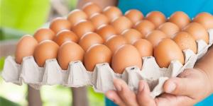 ارتفاع سعر كرتونة البيض اليوم الأحد في بورصة الدواجن - المدينة برس