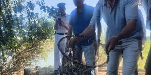 إلقاء 500 ألف زريعة بلطي في المسطحات المائية بالدقهلية - المدينة برس