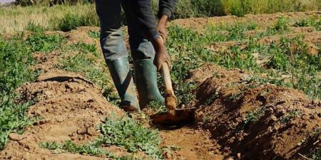 السياسات المائية تدعم مرونة الأنشطة الزراعية أمام الجفاف في المغرب - بوابة المدينة برس