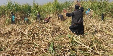 تحرك برلماني حول تأخر صرف مستحقات مزارعي قصب السكر - المدينة برس