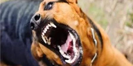 بالأسماء، تفاصيل إصابة 9 أشخاص بعقر حيوان مفترس بقنا - المدينة برس
