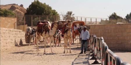 محافظة الجيزة تتابع انتظام منظومة ركوب الخيل والجمال بالمنطقة الأثرية للأهرامات - المدينة برس