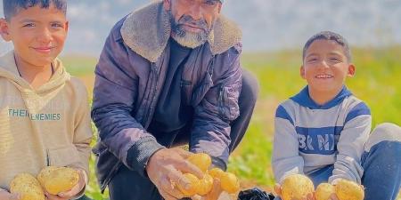 "المقاومة الخضراء" تعيد دبيب الحياة إلى الأنشطة الزراعية في قطاع غزة - بوابة المدينة برس