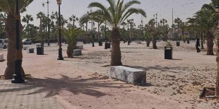 "الفاو" ترصد الجراد بمناطق مغربية - بوابة المدينة برس