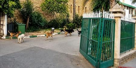 "كلاب ضالة" وراء صدام في وزان - بوابة المدينة برس