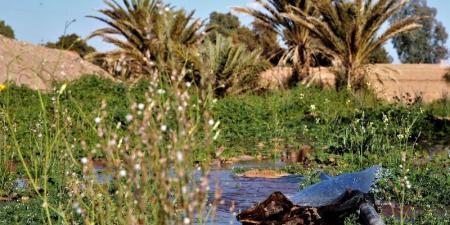 توقعات طقس اليوم الاثنين في المغرب - بوابة المدينة برس