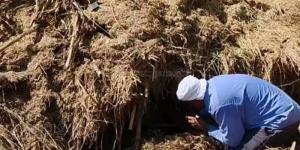 حصيلة ضحايا لدغات الثعابين بالشرقية ترتفع لـ 22 بينها 3 وفيات - المدينة برس