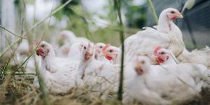 البيضاء تسجل 60 جنيها، سعر الفراخ اليوم الجمعة 10 يوليو 2026 - المدينة برس
