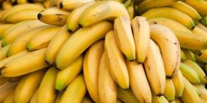 جمهورية الموز! بين الغش والسرطان.. الكربيد يشعل الجدل حول إنضاج الفاكهة الشعبية.. الجهات المعنية تعمل في «جزر منعزلة».. والرقابة غائبة - المدينة برس