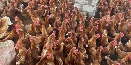 الزراعة: تحصين مليون طائر خلال يونيو ولا مؤشرات على انتشار أوبئة بمزارع الدواجن - المدينة برس