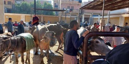 حقيقة انتشار مرض الجلد العقدي بين الماشية - المدينة برس