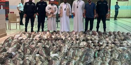 ضبط أكثر من 3 أطنان من الأسماك غير الصالحة للاستهلاك في سوق السمك - بوابة المدينة برس