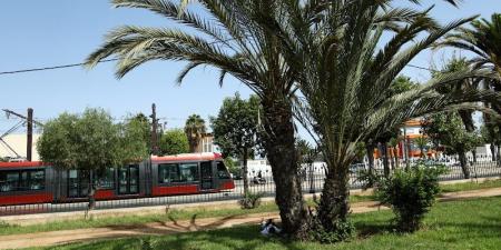 جماعة البيضاء تستنفر الجهود لحماية المساحات الخضراء من موجة الحر - بوابة المدينة برس