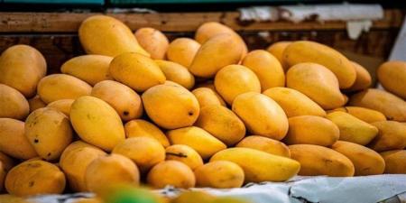 أسعار المانجو اليوم، 6 أصناف "تغري" المصريين والعويسي لـ"الفرجة" - المدينة برس