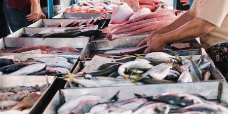أسعار السمك اليوم، البلطي يواصل ارتفاعه وانخفاض كبير في المكرونة والجمبري - المدينة برس