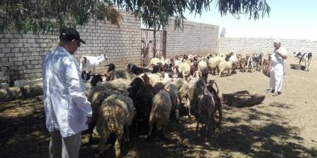 بحوث الصحراء يطلق قافلة بيطرية بالمغرة لفحص وعلاج 490 رأس ماشية ودعم المربين مجانا - المدينة برس