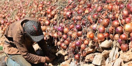 ارتفاع الحرارة وشح مياه الري يهددان إنتاج البصل قبيل مرحلة التسويق - بوابة المدينة برس