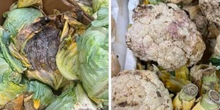 «الغذاء» تتلف 173 كيلوغراماً من المواد غير الصالحة للاستهلاك الآدمي - بوابة المدينة برس