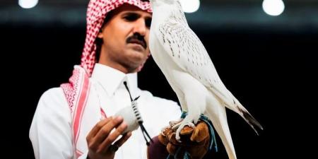 صقر كندي يخطف الأضواء في مزاد سعودي بـ1.3 مليون ريال - بوابة المدينة برس