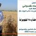 محافظ المنيا: انتظام توريد القمح واستلام 536 ألف طن - المدينة برس