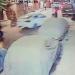 إصابة سيدة وابنتها في حادث دهس بالمنيا - المدينة برس