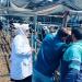 بيطري الشرقية: فحص2461 رأس ماشية ضد البروسيلا والسل البقرى خلال شهر   - المدينة برس