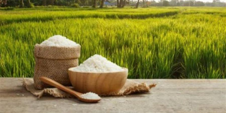 تعرف على سعر الأرز في السوق المحلي اليوم السبت 27 يونيو 2026 - المدينة برس