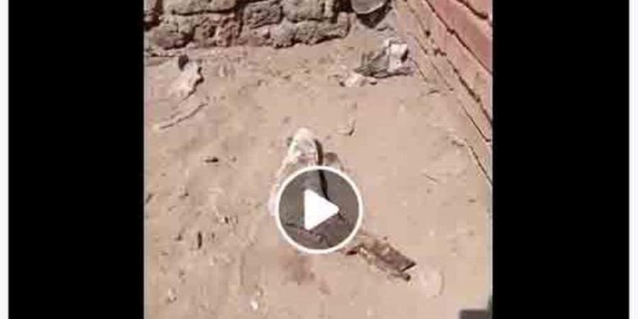 لغز العثور على قدم بشرية بجوار مقابر بالدقهلية.. الأمن يوضح الحقيقة - المدينة برس