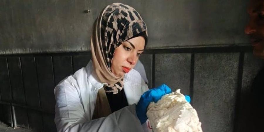 التحفظ على 17.3 طن دواجن ولحم مفروم وكبدة غير صالحة للاستخدام بالشرقية - المدينة برس