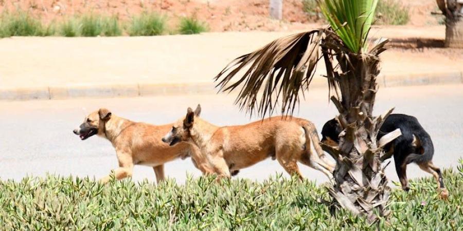 مجلس النواب يصادق بالأغلبية على مشروع قانون حماية الحيوانات الضالة - بوابة المدينة برس