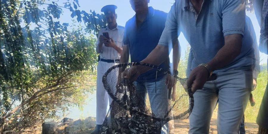 إلقاء 500 ألف زريعة بلطي في المسطحات المائية بالدقهلية - المدينة برس