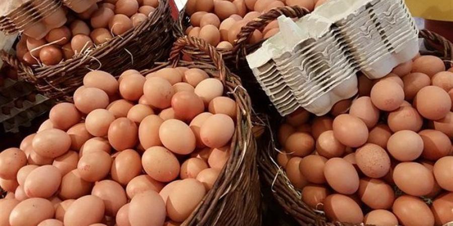 سعر كرتونة البيض اليوم الخميس في بورصة الدواجن - المدينة برس