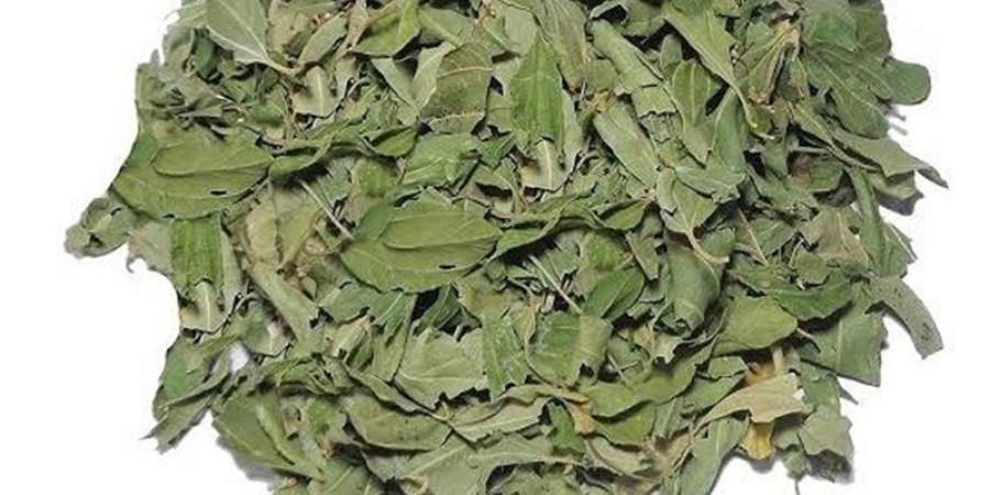 فوائد السدر لتعزيز كثافة الشعر وقوته ولمعانه - المدينة برس
