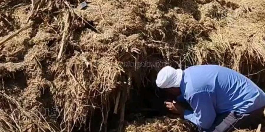 لدغات متكررة وتحركات عاجلة، منيا القمح في مواجهة خطر الثعابين بعد سقوط ضحايا جدد (صور) - المدينة برس
