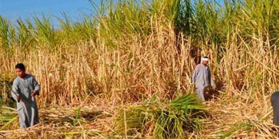 خفضوا مساحة زراعته وحصة سماده، خبير زراعي: احذروا صعيدا خاليا من قصب السكر - المدينة برس