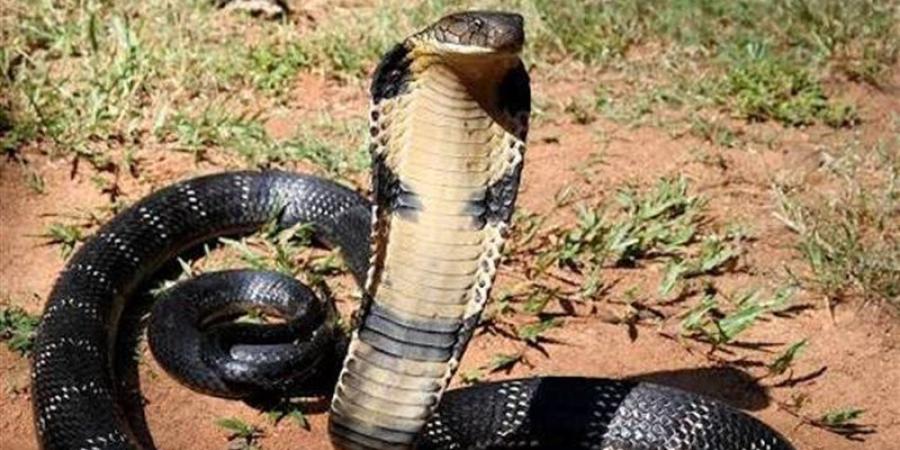 اصطياد كوبرا من الطريق العام لقرية سنهور بالفيوم - المدينة برس
