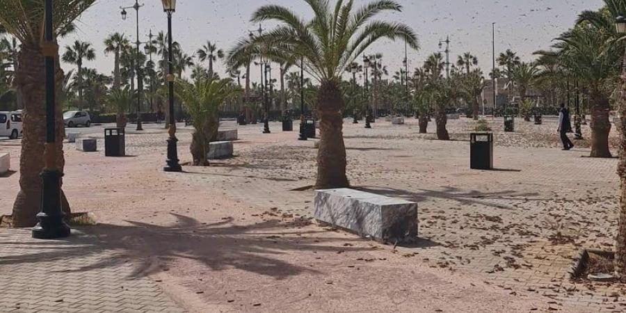 "الفاو" ترصد الجراد بمناطق مغربية - بوابة المدينة برس