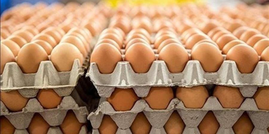 بإستثناء البلدي، انخفاض كبير في سعر كرتونة البيض اليوم الجمعة ببورصة الدواجن - المدينة برس