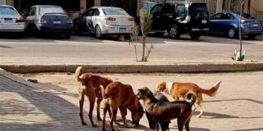إحالة دعوى إلغاء قرار منع إطعام الكلاب والقطط الضالة داخل القاهرة الجديدة لـ "المفوضين" - المدينة برس