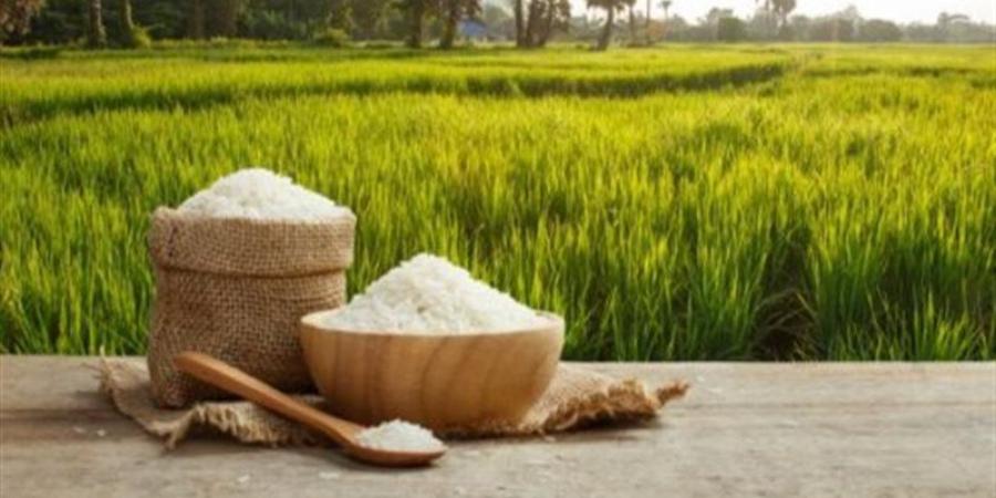 سعر الأرز في السوق اليوم الأحد - المدينة برس