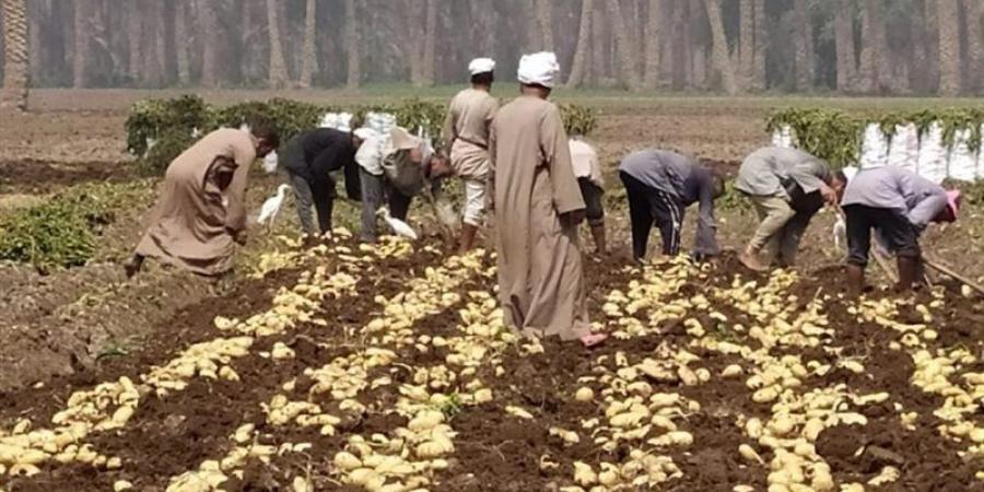 الزراعة: تحالف بين 3 جهات لإطلاق خطة لتسويق تقاوي البطاطس المحلية - المدينة برس