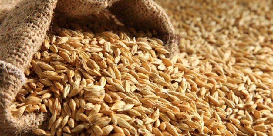 باحثون مصريون يطورون 5 أصناف زراعية جديدة لتقليل الاستيراد وتعزيز الأمن الغذائي - المدينة برس