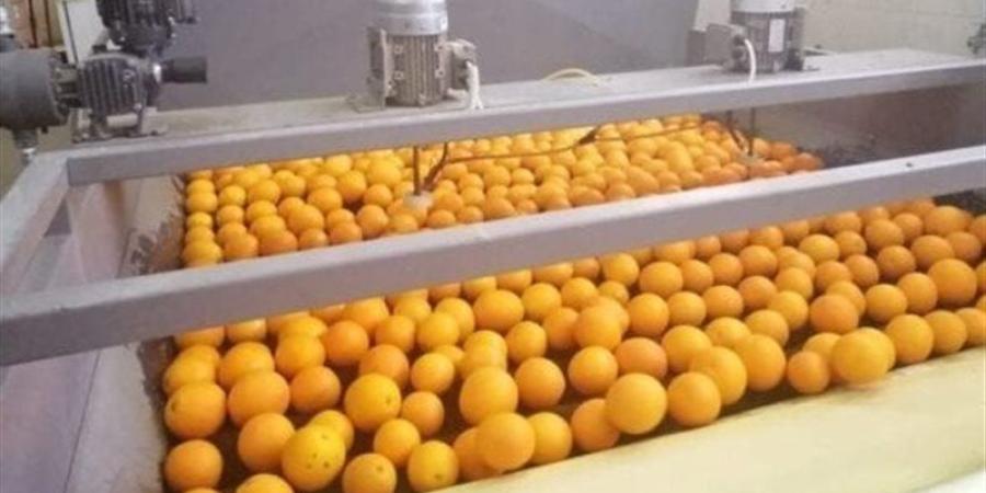 طفرة جديدة للصادرات الزراعية المصرية، الموالح تتصدر بأكثر من 2.2 مليون طن - المدينة برس