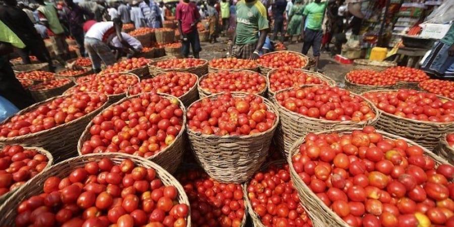 بصل المغرب يباع بعمق إفريقيا .. والطماطم مع البطاطس خارج القائمة - بوابة المدينة برس
