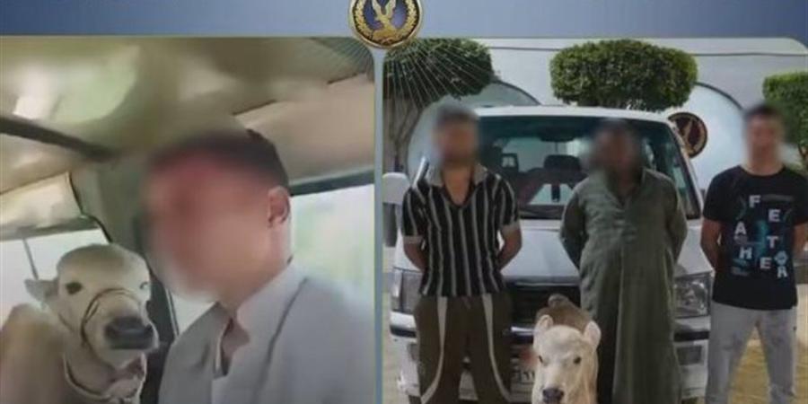 هزار قلب بـ"كلبشات"، القصة الكاملة لميكروباص الركاب الذي تحول لحظيرة مواشي بالبحيرة - المدينة برس