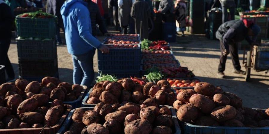 أسواق الجملة تسجل انخفاضا في أسعار الخضر والفواكه مع وفرة الإنتاج - بوابة المدينة برس